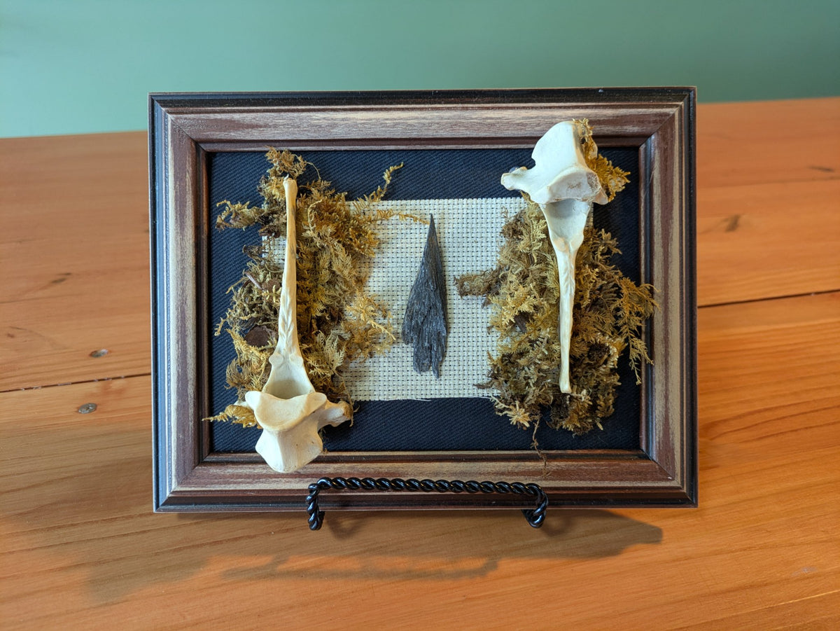 Nine by seven inch wooden frame holding foraged West Virginia moss, two deer vertebrae and black kyanite by Jaimee Crash Art