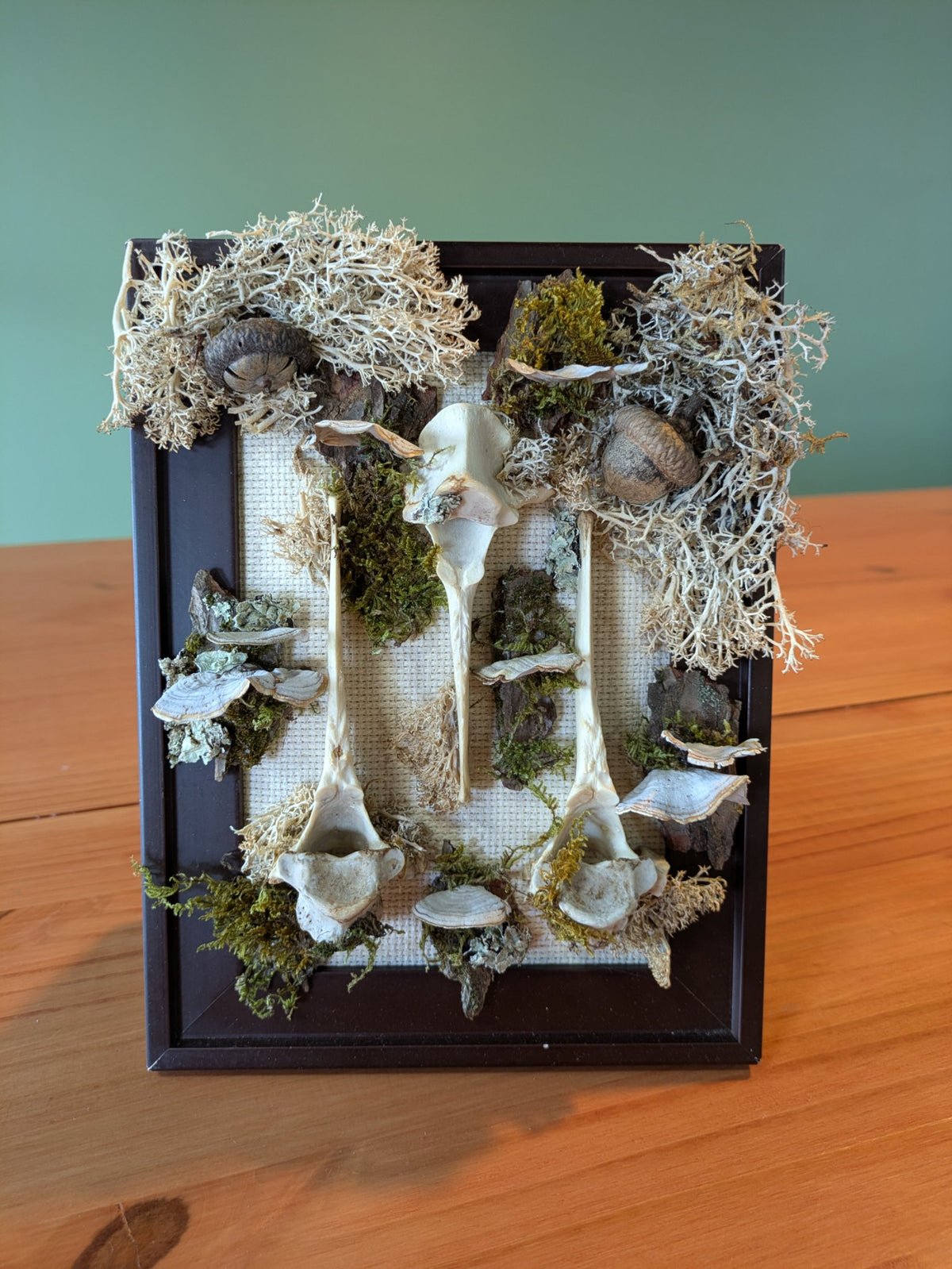 Framed assemblage of foraged mushrooms, moss, acorns and three deer vertebrae in a 9 by 6.5 inch wooden frame by Jaimee Crash Art