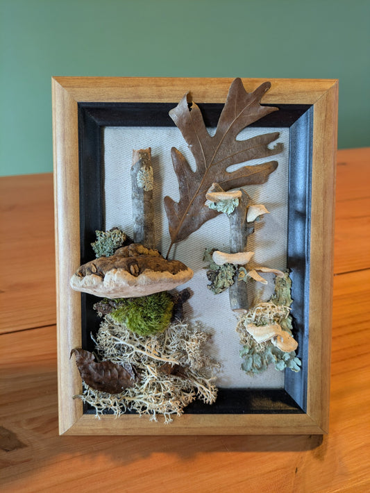 Seven by nine inch wooden frame arranged with foraged mushrooms, leaves and moss by Jaimee Crash Art