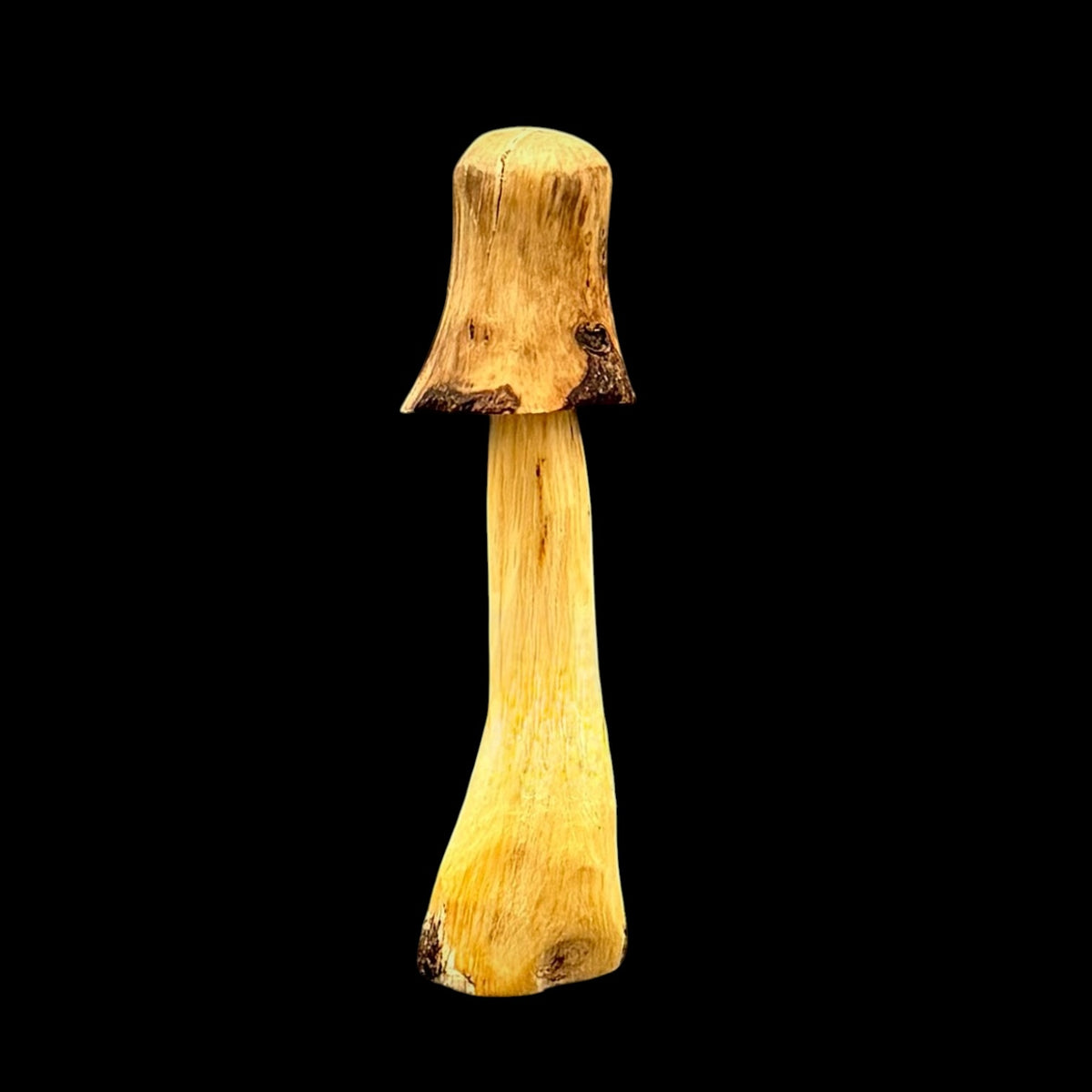 Second view of the small bark-capped birch mushroom from Sawdust Heaven