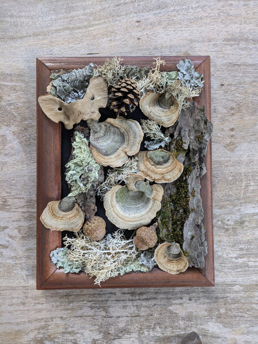 Wooden framed assemblage of West Virginia moss, Pinchot mushrooms and a coyote atlas bone by Jaimee Crash Art