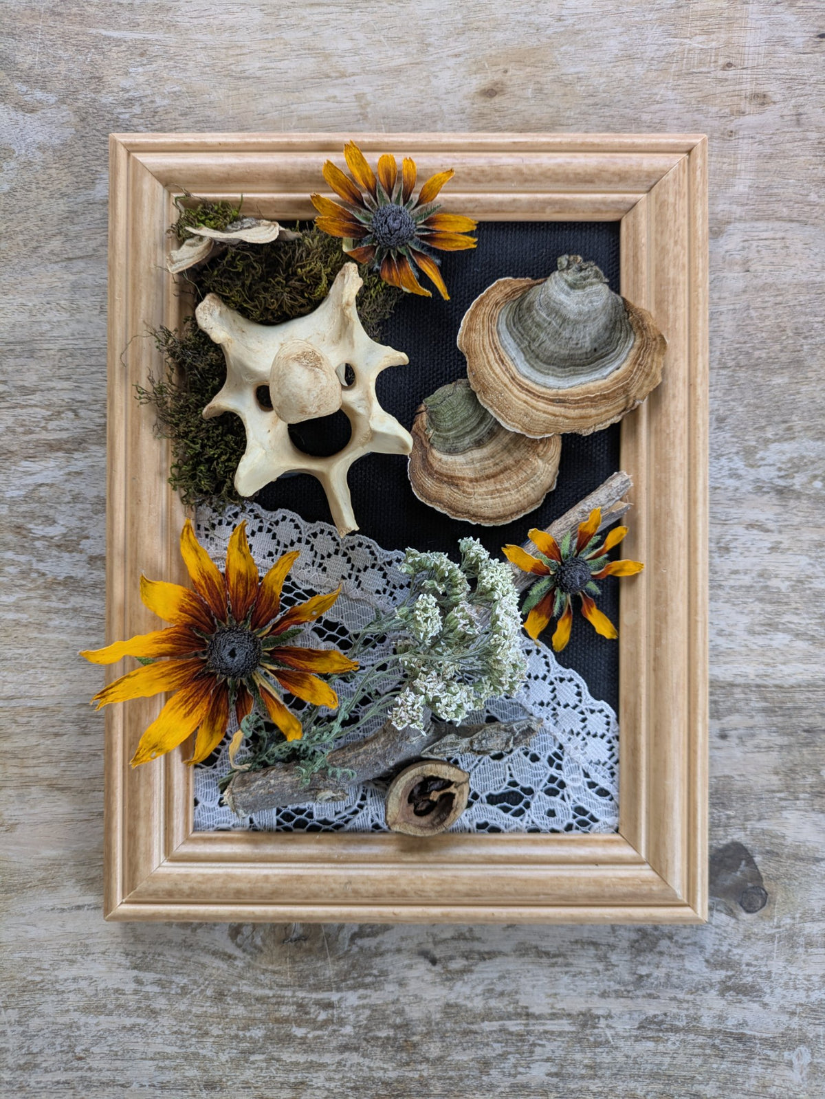 Framed arrangement of Pinchot mushrooms, deer vertebrae and dried garden flowers by Jaimee Crash Art
