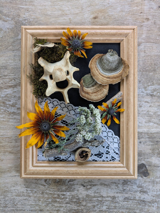 Framed arrangement of Pinchot mushrooms, deer vertebrae and dried garden flowers by Jaimee Crash Art